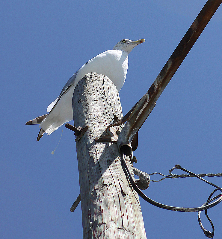 Knapp's Narrow,  Tilghman Island, MD