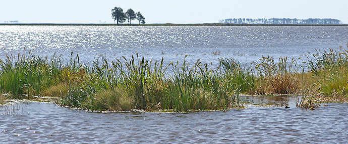 Blackwater National Wildlife Refuge, MD - This is the Chesapeake Bay I imagined