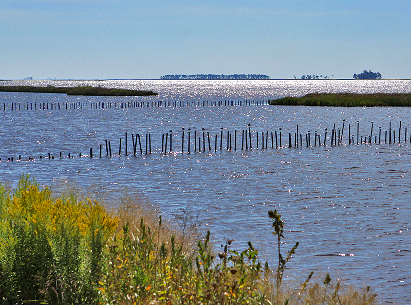 Blackwater National Wildlife Refuge, MD