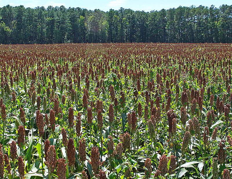 Lot grown in the Chesapeake area. Near Church Creek