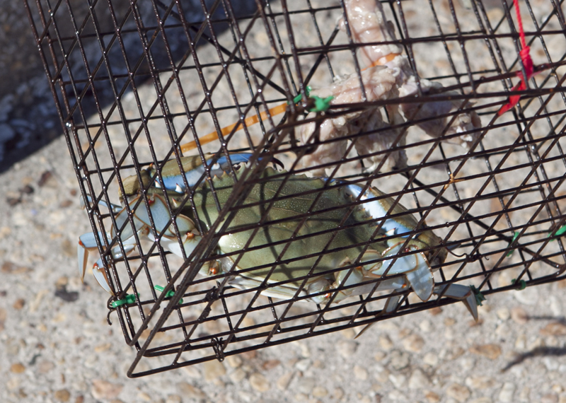 Nice catch! Maryland blue crab