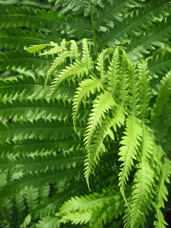 Part of a mass grouping of ostrich ferns