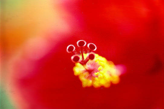 Stamens of unknown flower