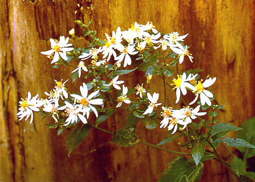 White flowers next to a tree stump