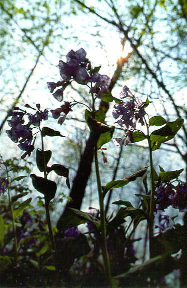 View from forest floor, Cornell Plantations