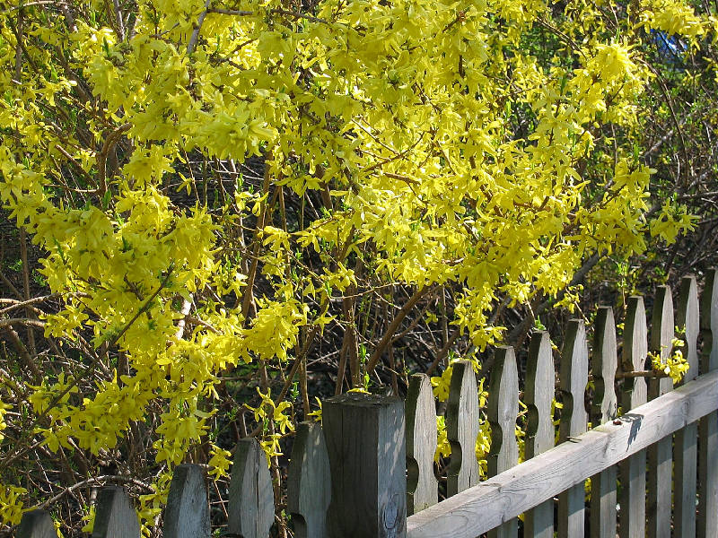 Springtime color on forsythia bush