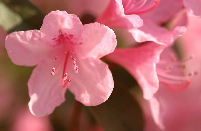 Two shrubs full of these - in the pink!