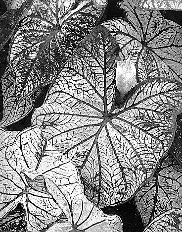 Caladium, Garfield Park Conservatory, Chicago