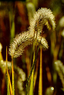 Grasses, Skokie, IL