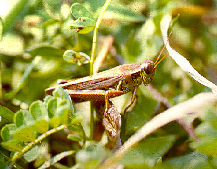 A grasshopper