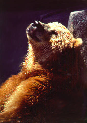 Grizzly, Brookfield Zoo, IL