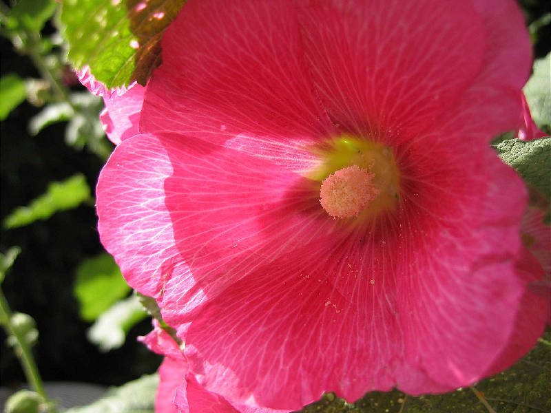 Bloom on stems about six feet tall