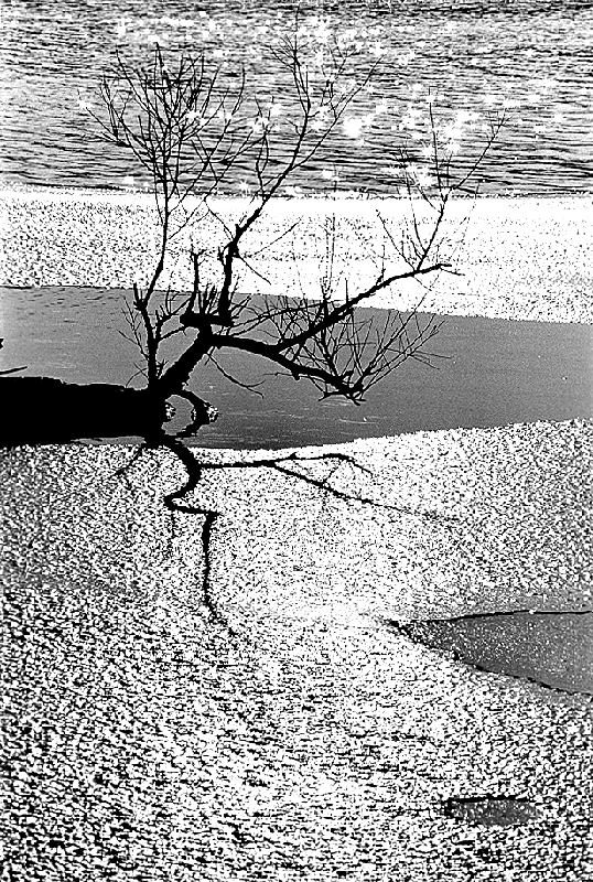 Ice/Branch - Skokie Lagoons, Glencoe, IL