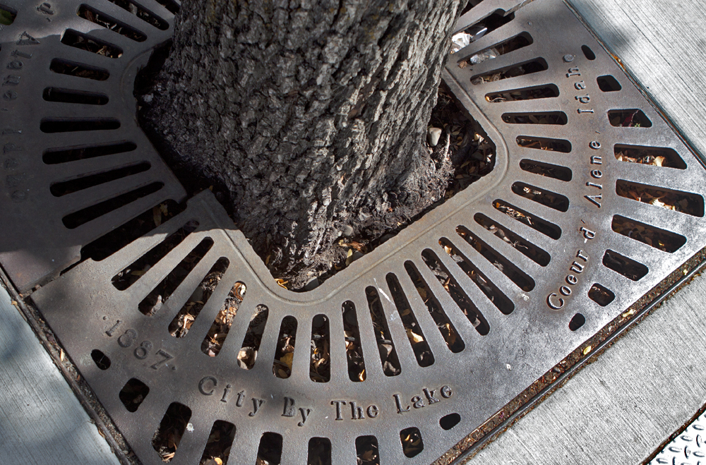 Grates around trees downtown