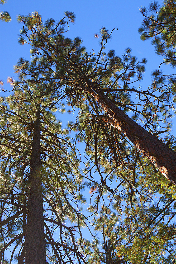 Coeur d'Alene, ID