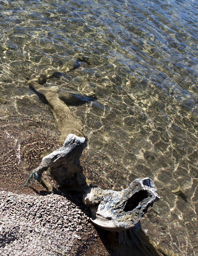 Tree limb in clear, clear water...