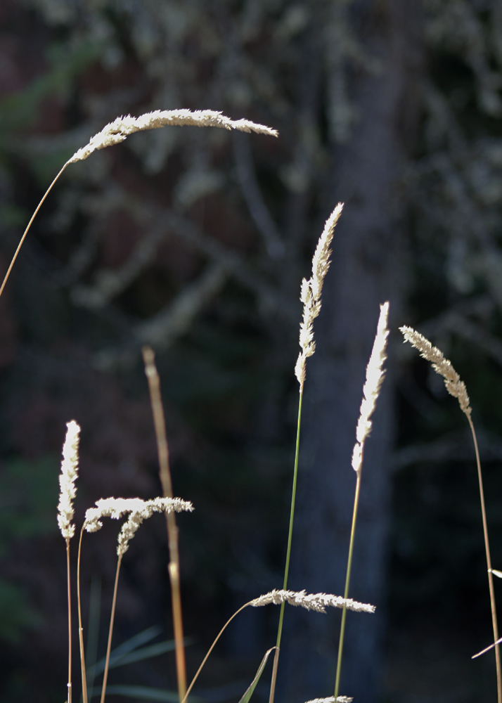 Kootenai National Wildlife Refuge