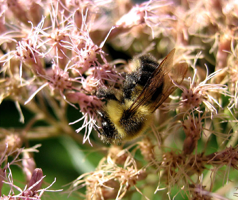 Bee getting a snack