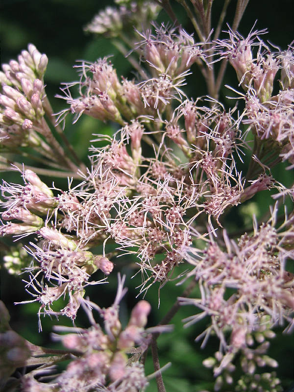 Not attractive individually, but teeny blossoms that mass well.