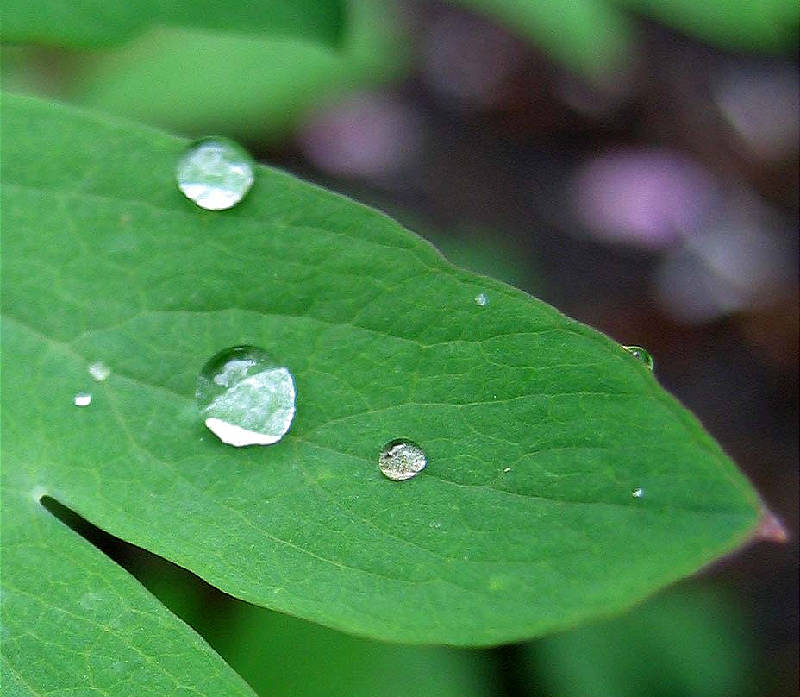 Raindrops on bleeding heart leaf