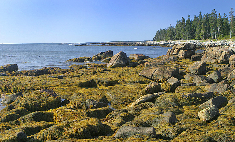 Low tide; yellow kelp waiting for high tide...