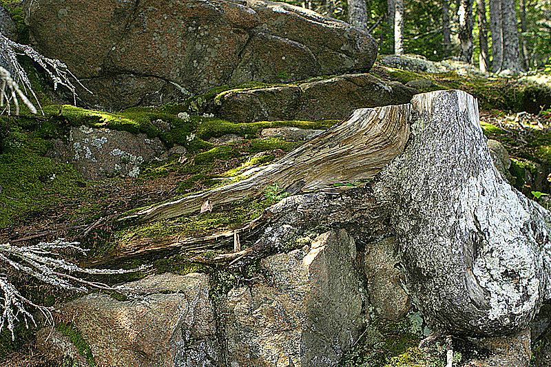 Roadside, Acadia National Park, ME