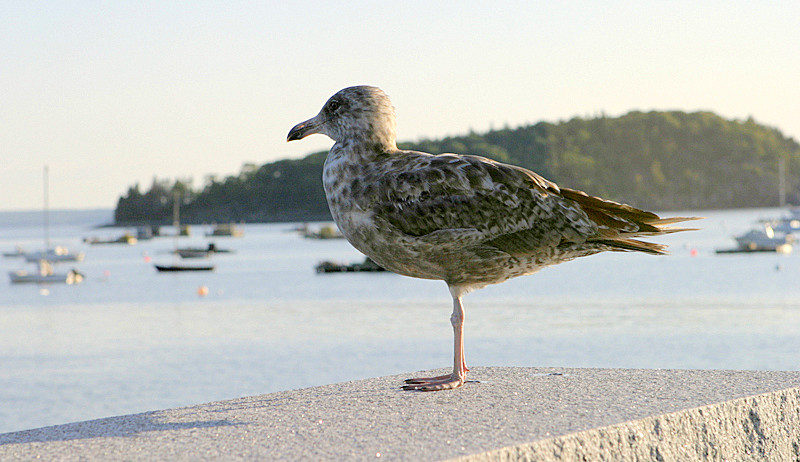 Bar Harbor, ME