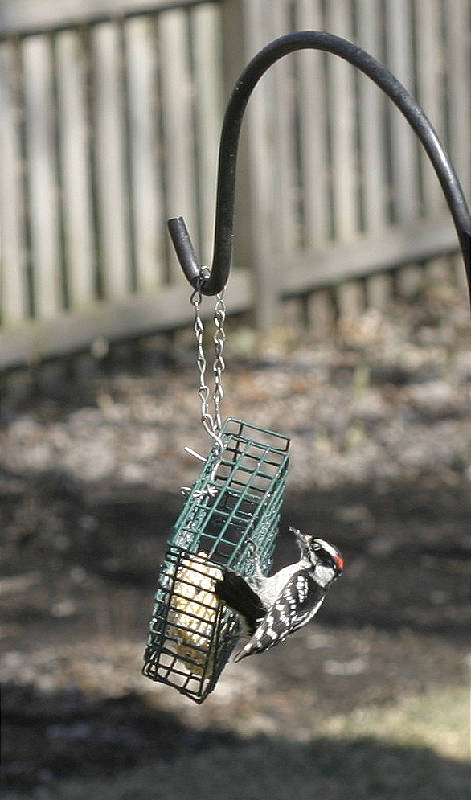 At the suet feeder