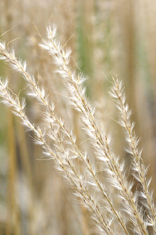 <i>Miscanthus sinesis</i>, autumn