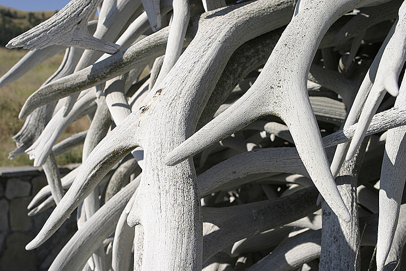 Pile of antlers, focused on the antlers, not the pile