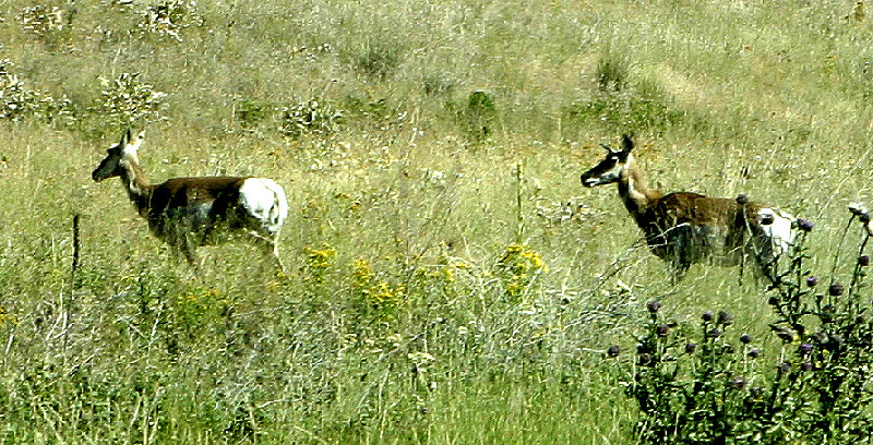 National Bison Range, MT