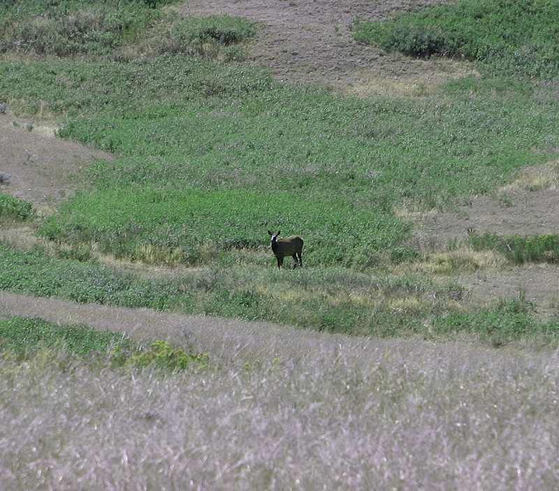 Horrible pic, but the only elk pic I have from this trip