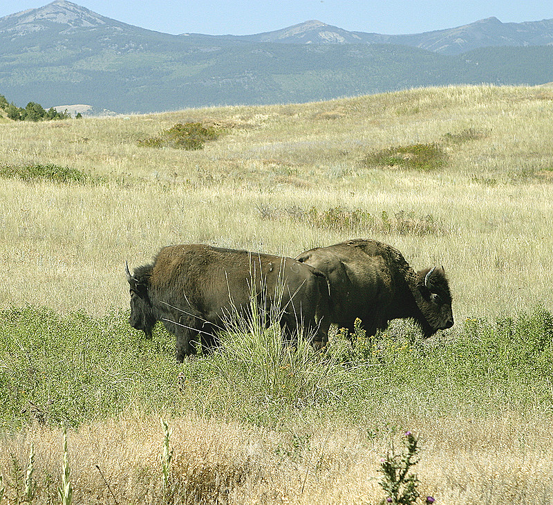 National Bison Range, MT