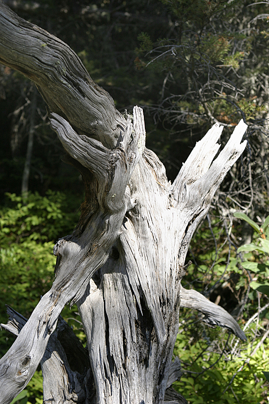 Glacier National Park, MT