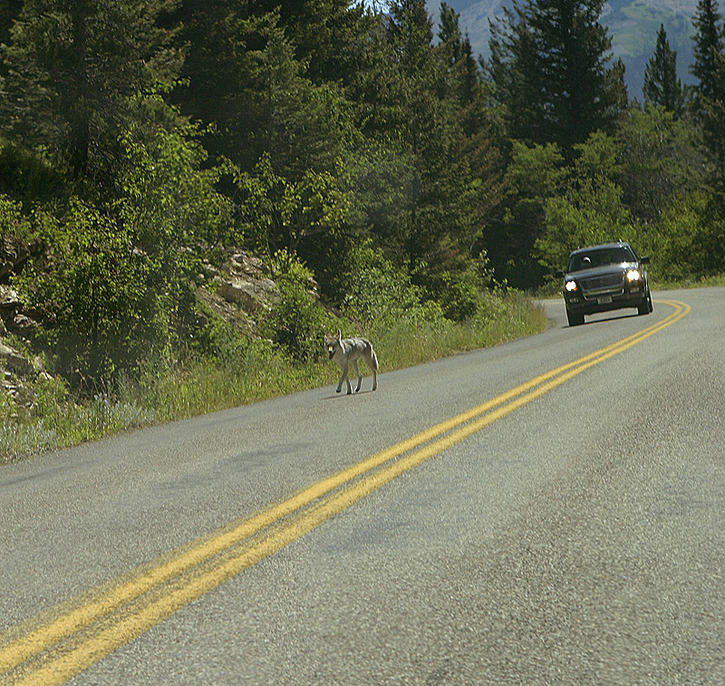 Glacier National Park, MT