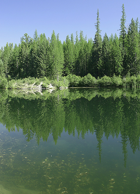 Clear water; evergreens everywhere