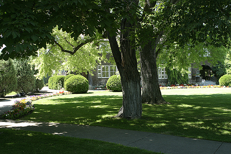 Big trees, nice plantings