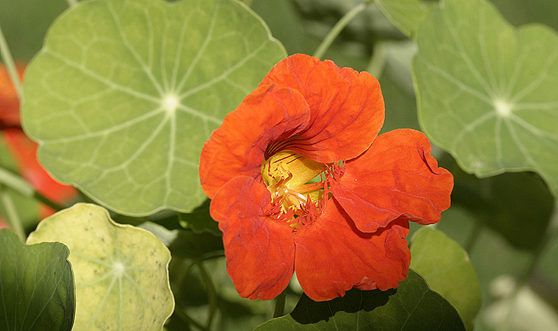 This is a beautiful, full plant. Tough to give it photograhic justice, but this is a very satuated shot that showcases this quater-sized blossom (and half-dollar-sized leaves).