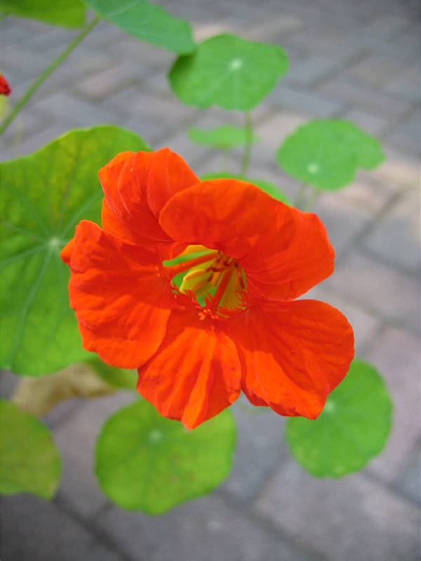 <i>Tropaeolum majus</i>