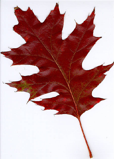 Oak Leaf