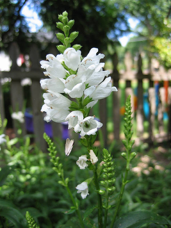 <i>Physostegia virginiana</i> in the backyard garden