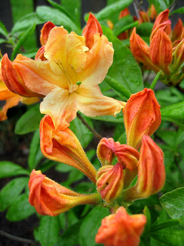 Blossoms opening on rhodi bush following rain