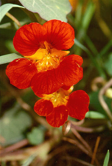 Orange flower