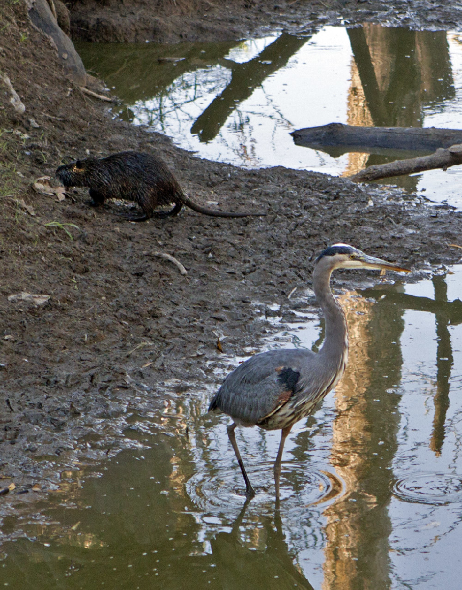 Tualatin River National Wildlife Refuge, OR