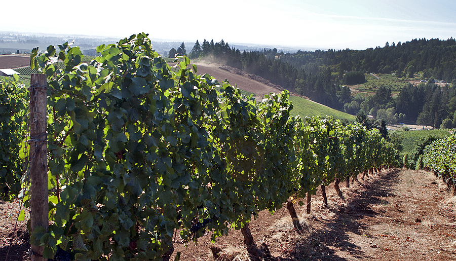 Miles of vines - the dust is a tractor plowing a field