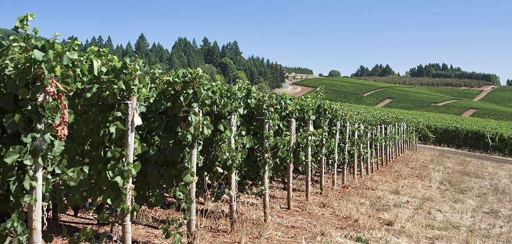 From tasting house, looking east. Miles of vines. What I expected.