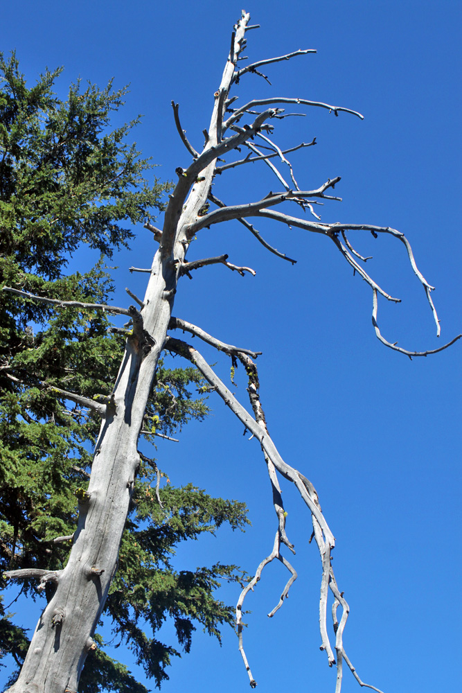 Dead tree next to live pine; rRim Drive