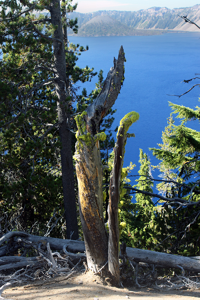 Tree with moss - orientation 3 o'clock