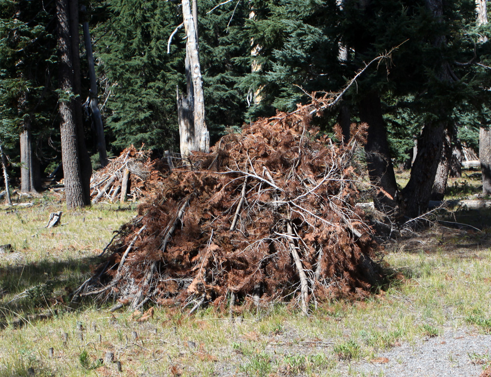 Lots of fires; underbrush piled to minimize spread