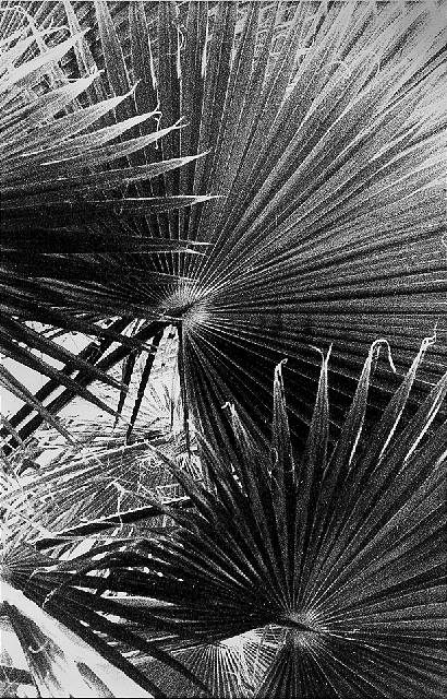 Palm fronds